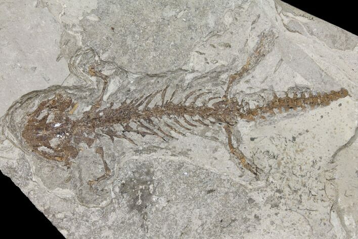 Fossil Salamander (Chelotriton) - Gracanica, Bosnia #129420